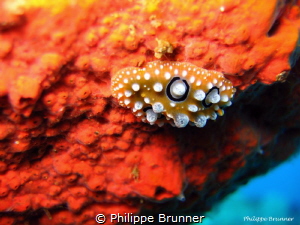 Nudibranch by Philippe Brunner 